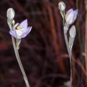Thelymitra peniculata at Black Mountain - 31 Oct 2002