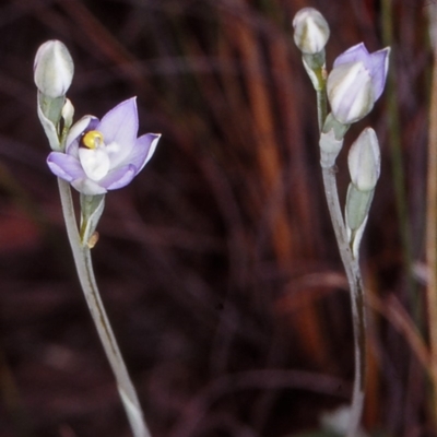 Thelymitra peniculata (Blue Star Sun-orchid) at Black Mountain - 31 Oct 2002 by BettyDonWood