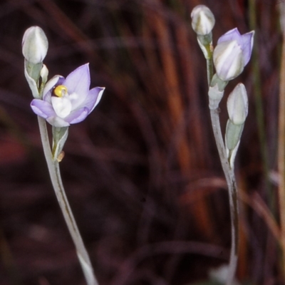 Thelymitra peniculata (Blue Star Sun-orchid) at Black Mountain - 30 Oct 2002 by BettyDonWood