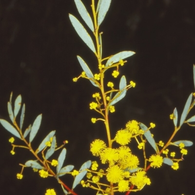 Acacia buxifolia subsp. buxifolia (Box-leaf Wattle) at Aranda Bushland - 15 Sep 2002 by BettyDonWood