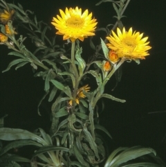 Xerochrysum bracteatum (Golden Everlasting) at Bondi State Forest - 31 May 1996 by BettyDonWood