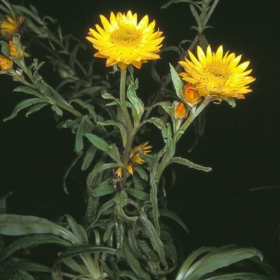 Xerochrysum bracteatum (Golden Everlasting) at Bondi State Forest - 31 May 1996 by BettyDonWood