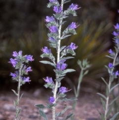 Echium vulgare (Vipers Bugloss) at Bemboka, NSW - 2 Jan 1997 by BettyDonWood
