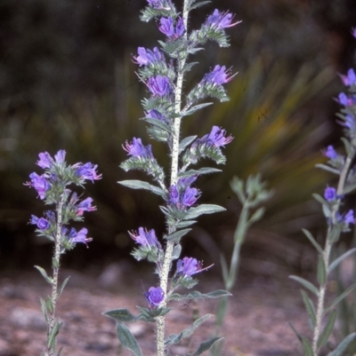 Echium vulgare (Vipers Bugloss) at Bemboka, NSW - 2 Jan 1997 by BettyDonWood
