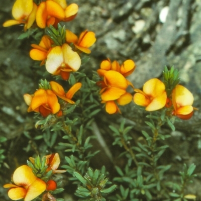 Pultenaea subspicata (Low Bush-pea) at Tuross, NSW - 13 Dec 1996 by BettyDonWood