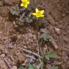 Ranunculus scapiger at Tuross, NSW - 13 Dec 1996 by BettyDonWood