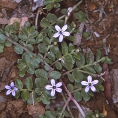 Lobelia pedunculata (Matted Pratia) at Wadbilliga, NSW - 10 Dec 1996 by BettyDonWood