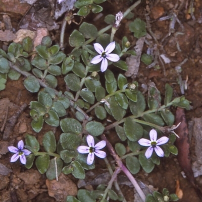 Lobelia pedunculata (Matted Pratia) at Wadbilliga, NSW - 10 Dec 1996 by BettyDonWood