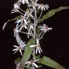 Olearia stellulata (Starry Daisy Bush) at Tuross, NSW - 10 Dec 1996 by BettyDonWood