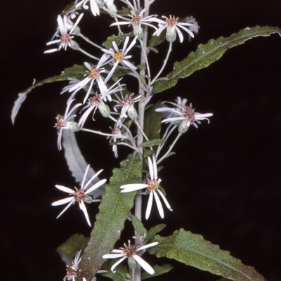 Olearia stellulata (Starry Daisy Bush) at Tuross, NSW - 11 Dec 1996 by BettyDonWood