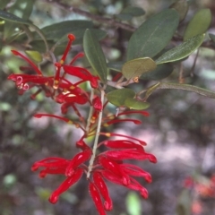 Grevillea parvula (Genoa Grevillea) at Yambulla State Forest - 8 Dec 1996 by BettyDonWood