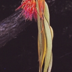 Amyema pendula subsp. pendula (Drooping Mistletoe) at Yambulla State Forest - 7 Dec 1996 by BettyDonWood