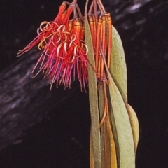 Amyema pendula subsp. pendula at Yambulla, NSW - 8 Dec 1996
