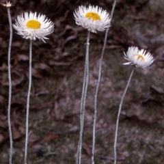 Chrysocephalum baxteri (Fringed Everlasting) at Yambulla State Forest - 7 Dec 1996 by BettyDonWood