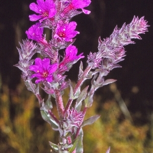 Lythrum salicaria at Candelo, NSW - 2 Jan 1997