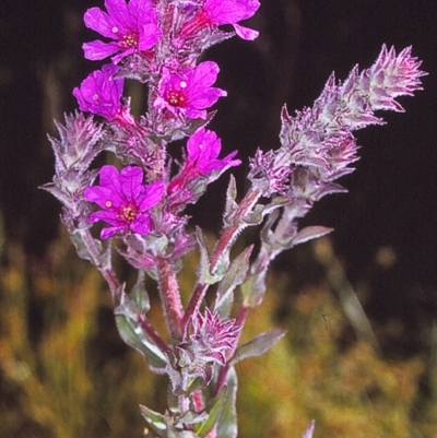 Lythrum salicaria (Purple Loosestrife) at Candelo, NSW - 1 Jan 1997 by BettyDonWood