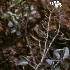 Rorippa nasturtium-aquaticum (Watercress) at Candelo, NSW - 1 Jan 1997 by BettyDonWood