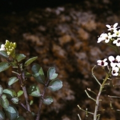 Rorippa nasturtium-aquaticum at Candelo, NSW - 2 Jan 1997 12:00 AM