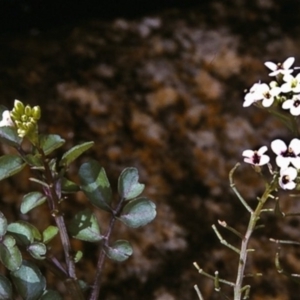 Rorippa nasturtium-aquaticum at Candelo, NSW - 2 Jan 1997