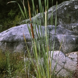 Typha orientalis at Candelo, NSW - 21 Jan 1997 12:00 AM