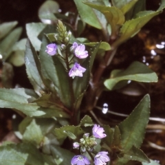 Veronica anagallis-aquatica (Blue Water Speedwell) at Candelo, NSW - 2 Jan 1997 by BettyDonWood