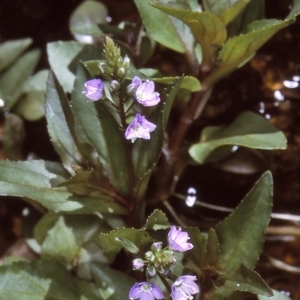 Veronica anagallis-aquatica at Candelo, NSW - 2 Jan 1997 12:00 AM