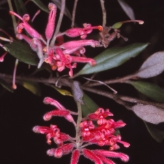 Grevillea irrasa subsp. didymochiton at Wadbilliga National Park - 28 Nov 1996 by BettyDonWood