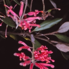 Grevillea irrasa subsp. didymochiton at Wadbilliga, NSW - 29 Nov 1996 by BettyDonWood