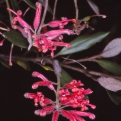 Grevillea irrasa subsp. didymochiton at Wadbilliga National Park - 29 Nov 1996 by BettyDonWood