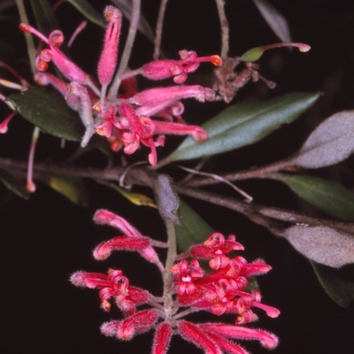 Grevillea irrasa subsp. didymochiton at Wadbilliga, NSW - 28 Nov 1996 by BettyDonWood