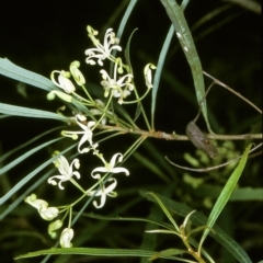 Lomatia myricoides (River Lomatia) at Wadbilliga, NSW - 11 Dec 1996 by BettyDonWood