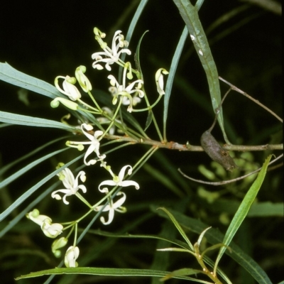 Lomatia myricoides (River Lomatia) at Wadbilliga, NSW - 11 Dec 1996 by BettyDonWood