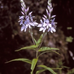 Veronica derwentiana subsp. derwentiana (Derwent Speedwell) at Myrtle Mountain, NSW - 1 Jan 1997 by BettyDonWood