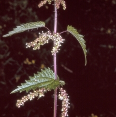 Urtica incisa (Stinging Nettle) at Myrtle Mountain, NSW - 1 Sep 1996 by BettyDonWood