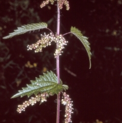 Urtica incisa (Stinging Nettle) at Myrtle Mountain, NSW - 31 Aug 1996 by BettyDonWood