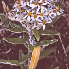Olearia megalophylla (Large-leaf Daisy-bush) at South East Forest National Park - 31 Dec 1996 by BettyDonWood