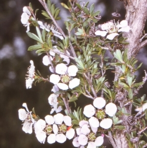 Leptospermum myrsinoides at suppressed - 18 Oct 1996