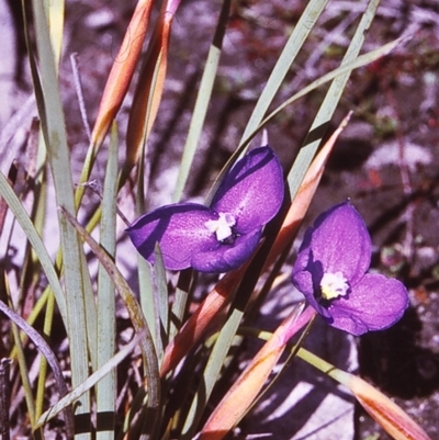 Patersonia fragilis (Short Purple Flag) at Timbillica, NSW - 18 Oct 1996 by BettyDonWood