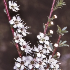 Kunzea ericoides (Burgan) at Yowrie, NSW - 29 Nov 1996 by BettyDonWood