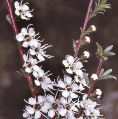 Kunzea ericoides (Burgan) at Yowrie, NSW - 28 Nov 1996 by BettyDonWood