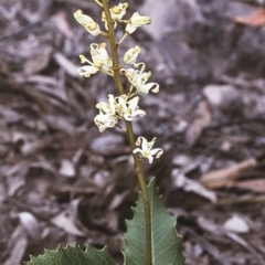 Lomatia ilicifolia (Holly Lomatia) at Yowrie, NSW - 10 Dec 1996 by BettyDonWood