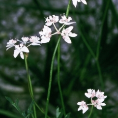 Xanthosia atkinsoniana at Yowrie, NSW - 10 Dec 1996 by BettyDonWood