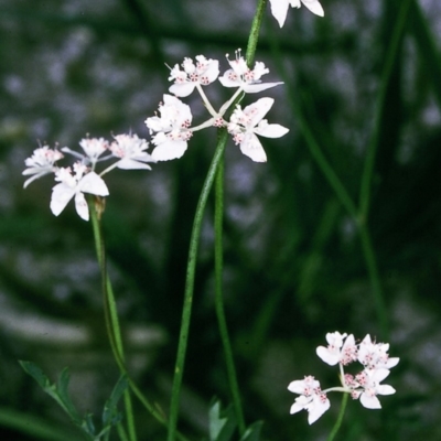 Xanthosia atkinsoniana at Yowrie, NSW - 11 Dec 1996 by BettyDonWood