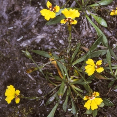 Goodenia humilis (Swamp Goodenia) at Nadgee State Forest - 7 Dec 1996 by BettyDonWood