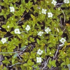 Mitrasacme serpyllifolia (Thyme Mitrewort) at Timbillica, NSW - 7 Dec 1996 by BettyDonWood