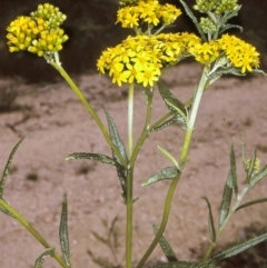 Senecio linearifolius (Fireweed Groundsel, Fireweed) at Brogo, NSW - 23 Oct 1996 by BettyDonWood