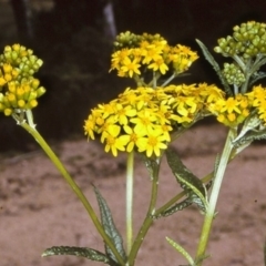 Senecio linearifolius at Brogo, NSW - 23 Oct 1996 12:00 AM