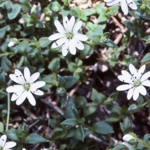 Stellaria flaccida at Brogo, NSW - 23 Oct 1996 12:00 AM