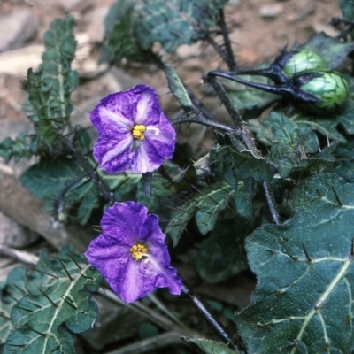 Solanum pungetium (Eastern Nightshade) at Wadbilliga National Park - 28 Nov 1996 by BettyDonWood