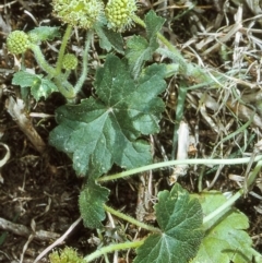 Hydrocotyle laxiflora (Stinking Pennywort) at Brogo, NSW - 22 Oct 1996 by BettyDonWood